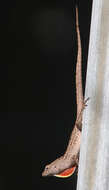 Image of Bahaman brown anole