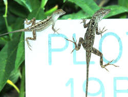 Image of Bahaman brown anole