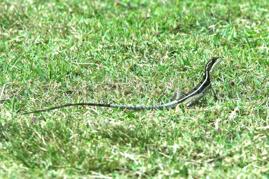 Image of Brown Basilisk