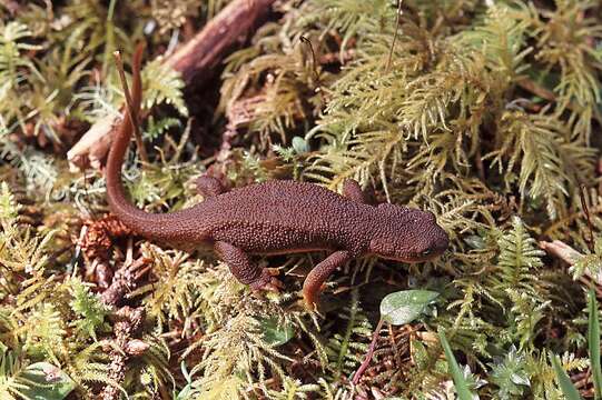 Image of Rough-skinned Newt