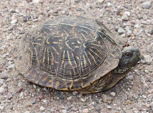 Image of Ornate Box Turtle