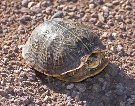 Plancia ëd Terrapene ornata (Agassiz 1857)