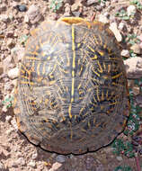 Image of Ornate Box Turtle