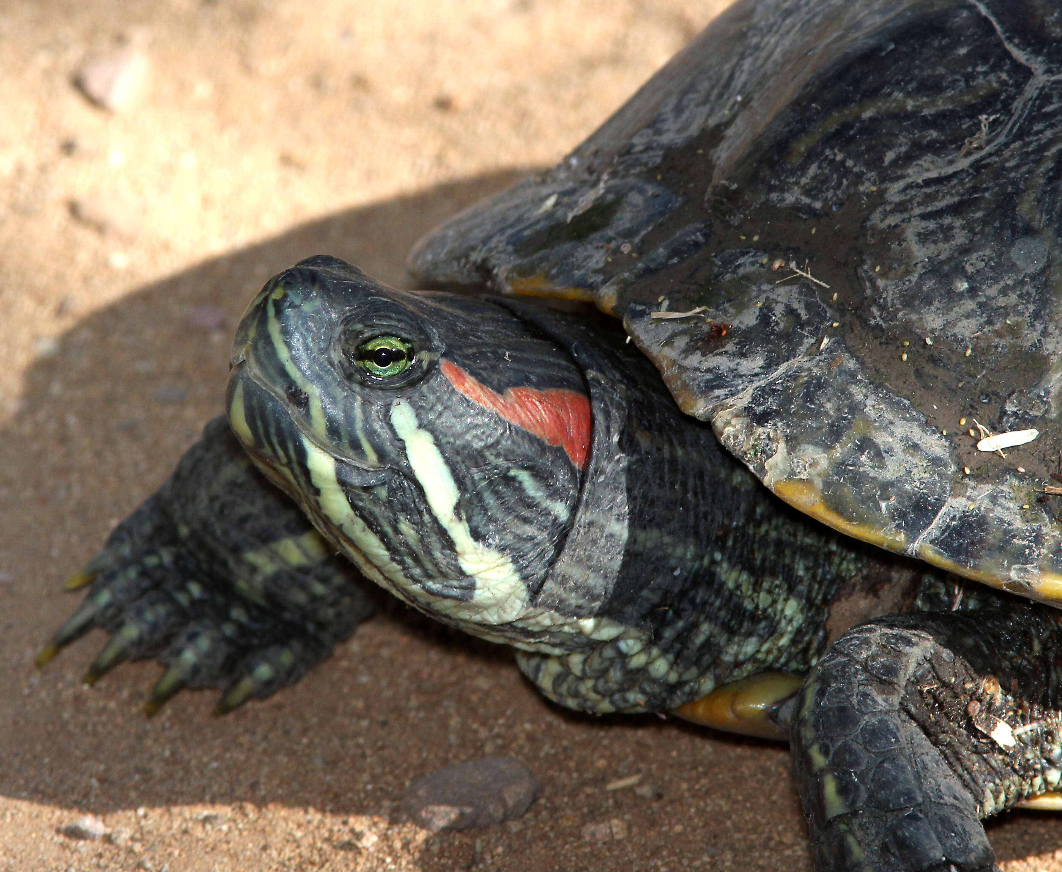 Image of slider turtle, red-eared terrapin, red-eared slider