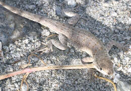 Image of common side-blotched lizard