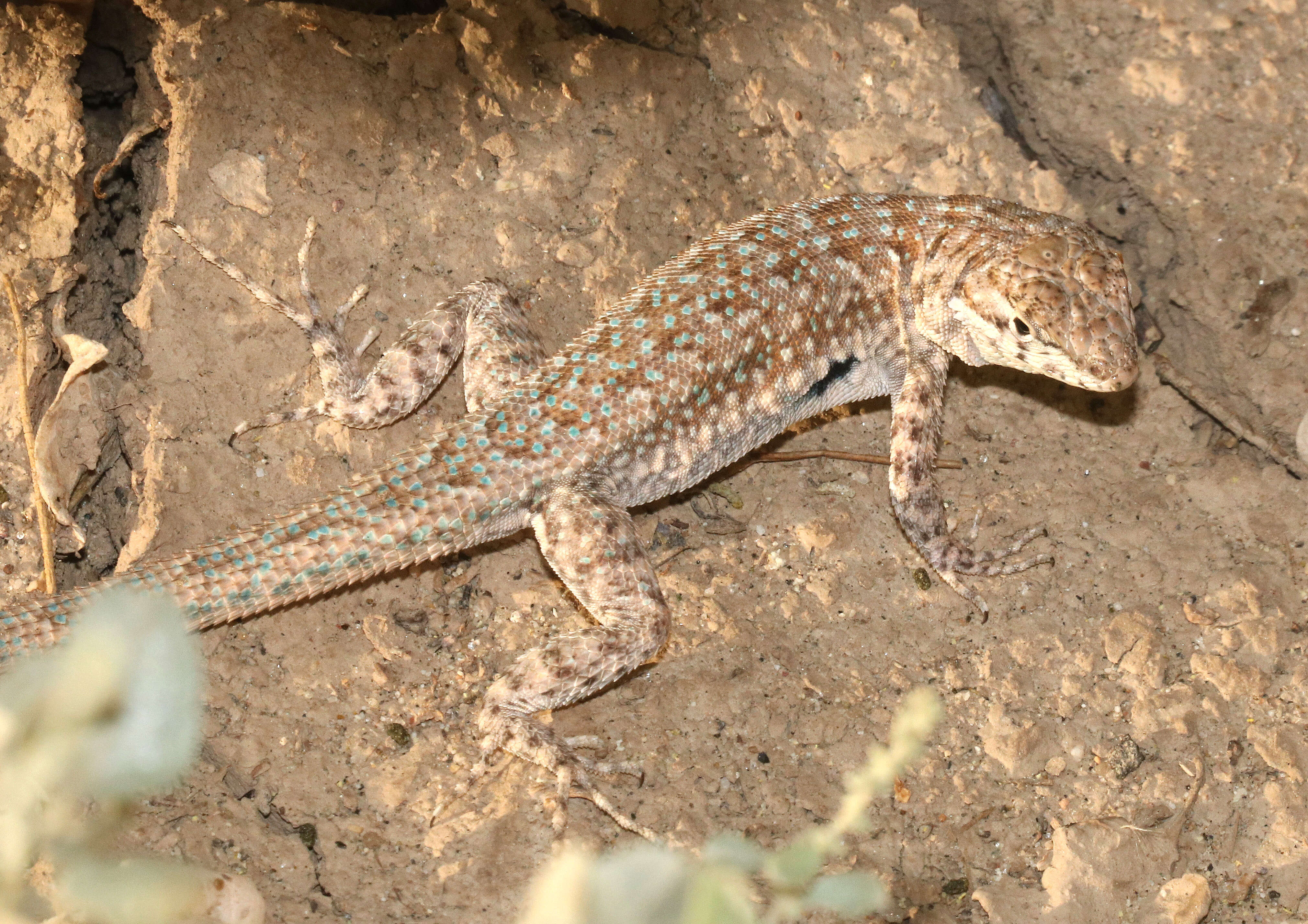 Image of common side-blotched lizard