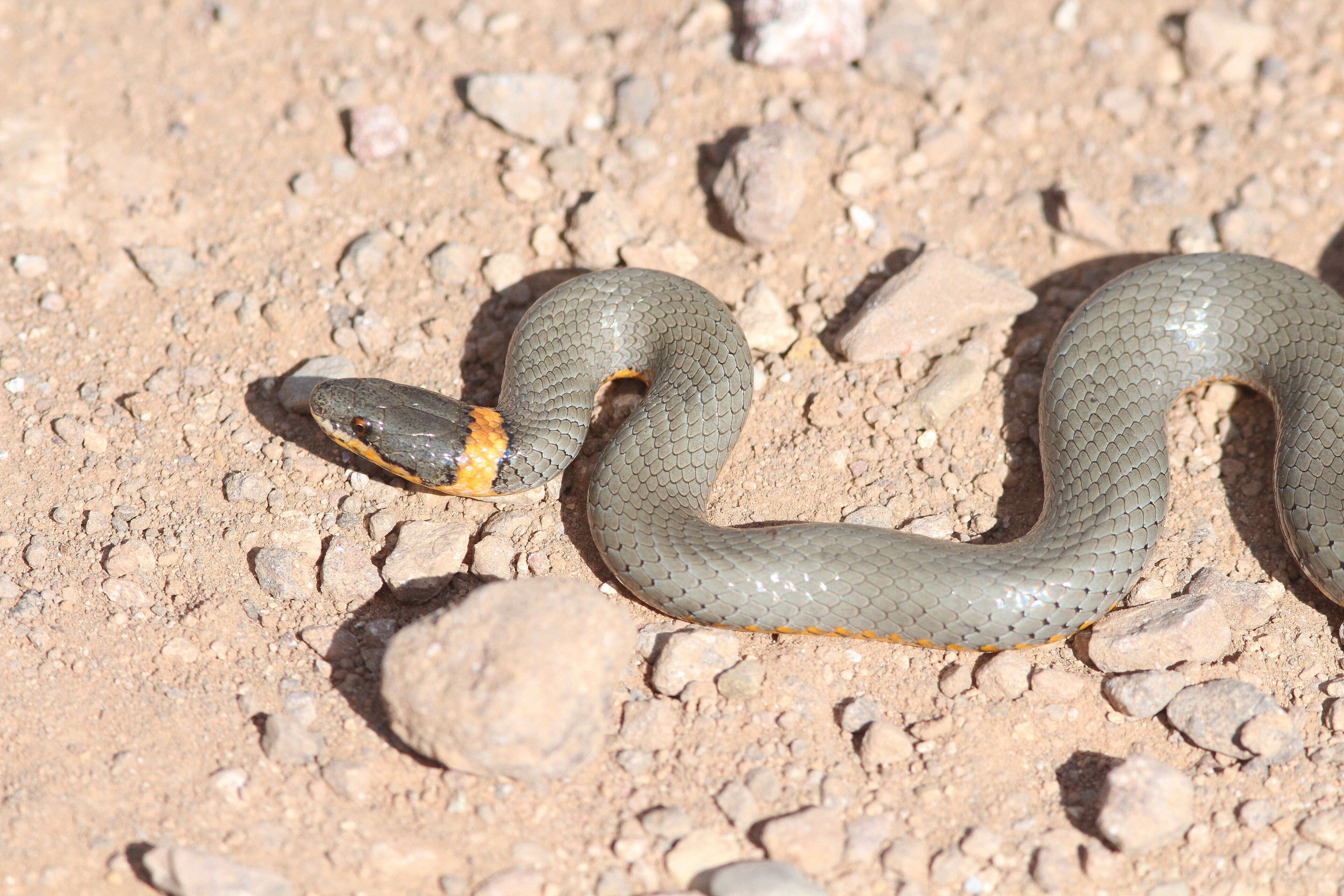 Image of Ring-necked Snake