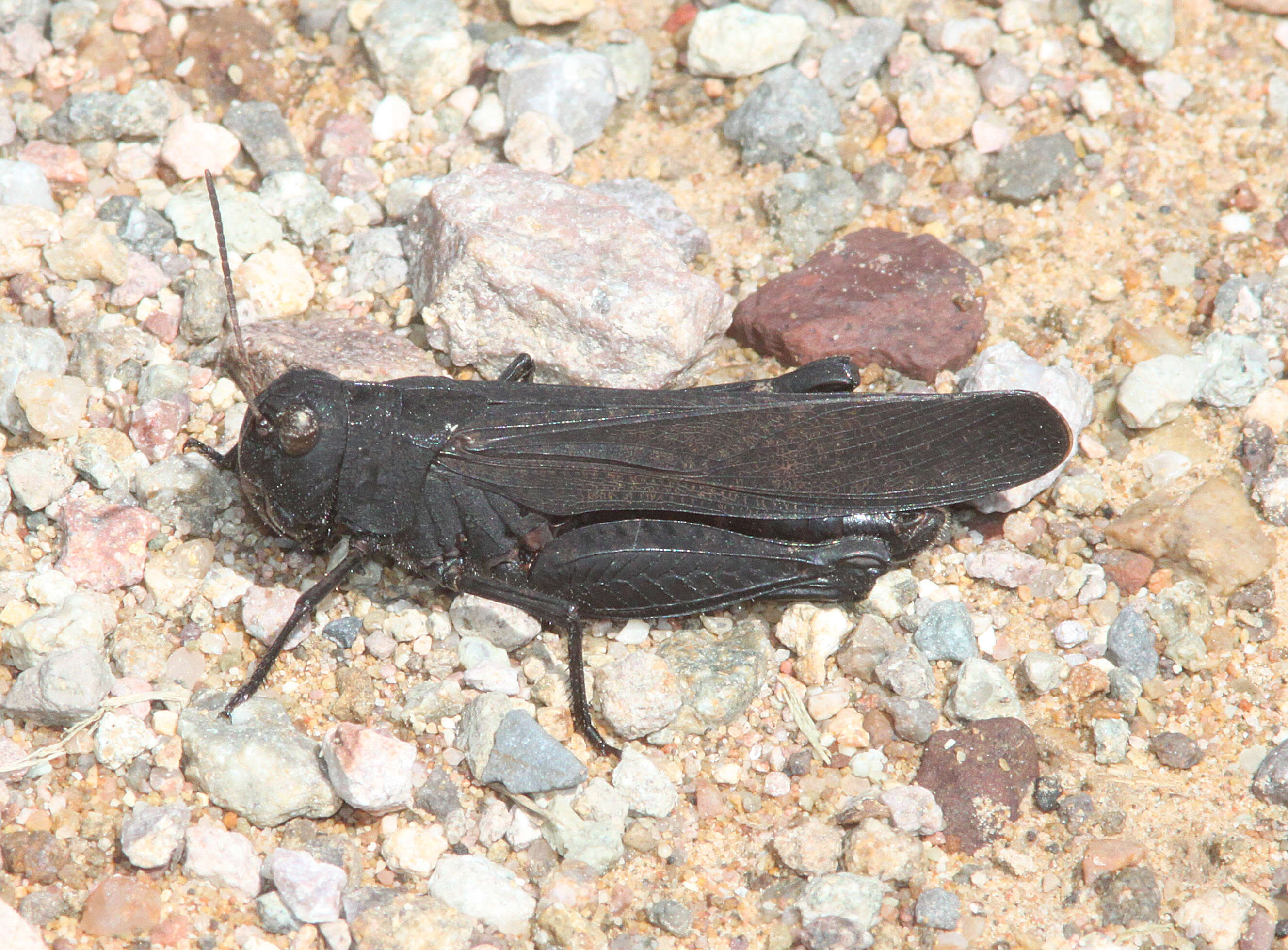 Image of Red-winged Grasshopper