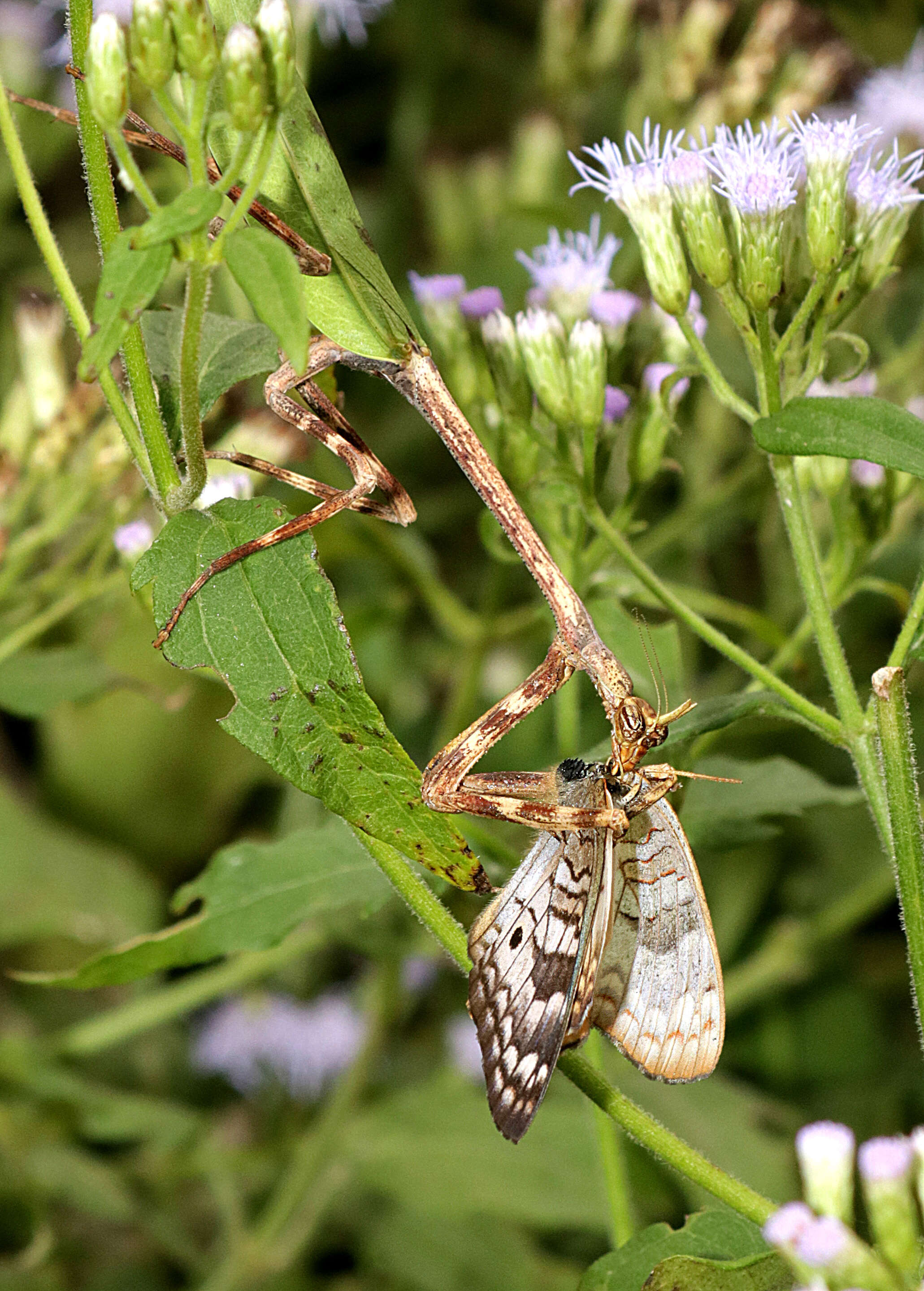 Image of White Peacock