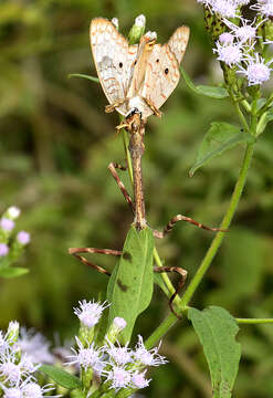 Plancia ëd Anartia jatrophae Linnaeus 1763