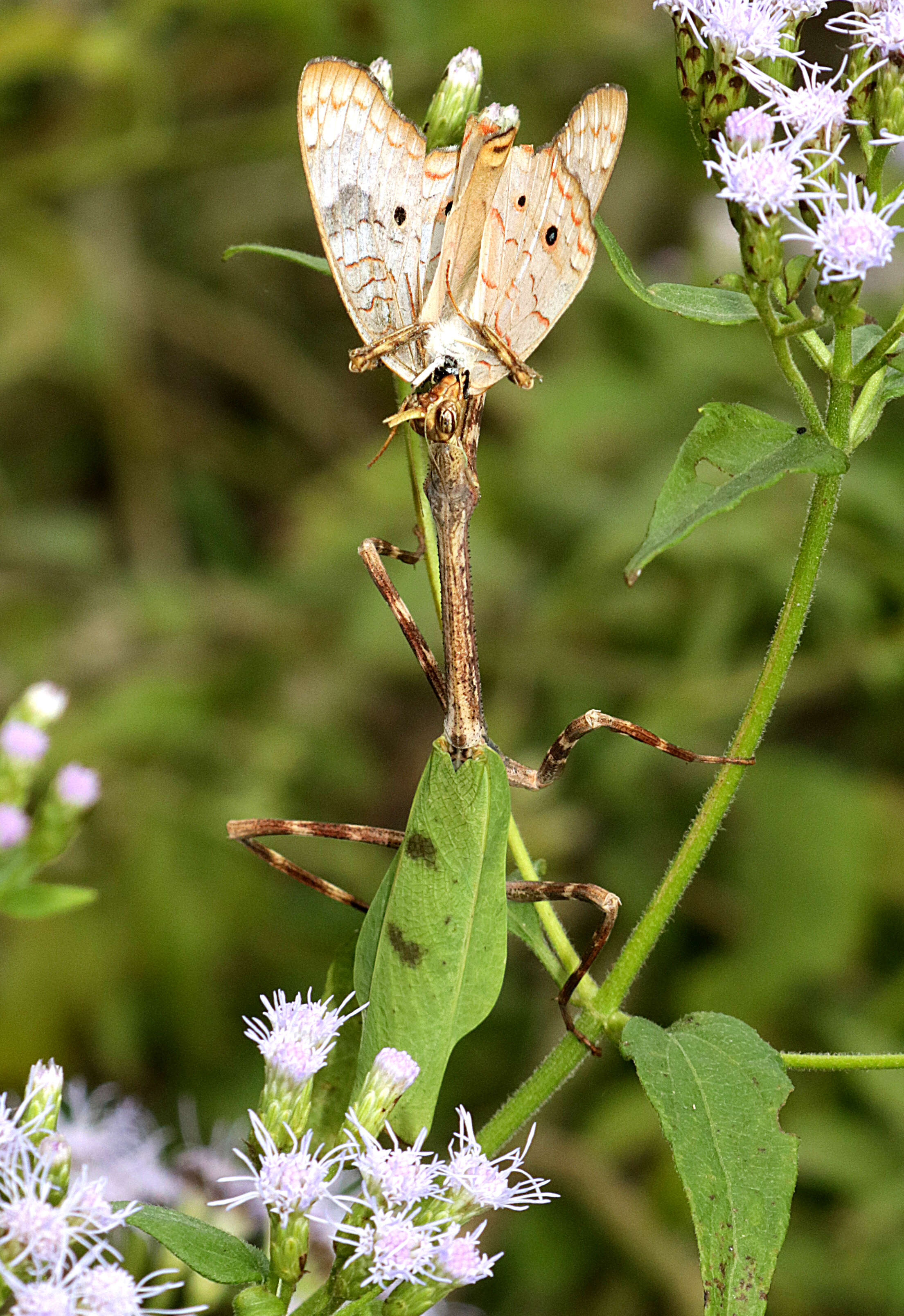 Plancia ëd Anartia jatrophae Linnaeus 1763