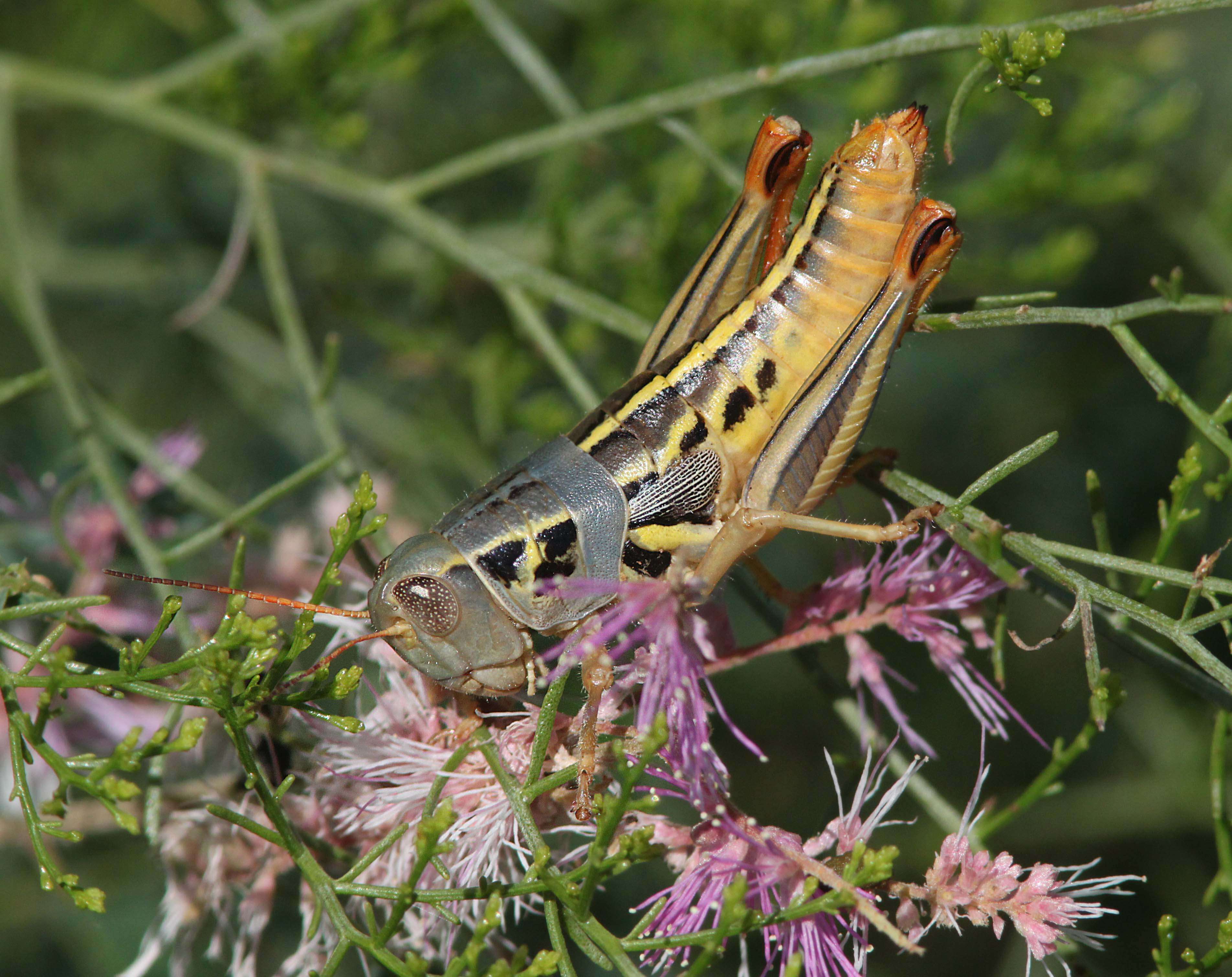 Image of Brachystola