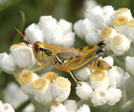 Melanoplus lakinus (Scudder & S. H. 1878)的圖片