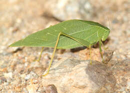 Image of Greater Angle-wing Katydid