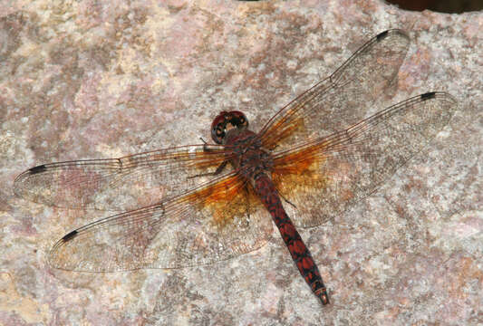 Image of Rock Skimmers