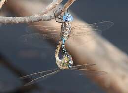 Image of Blue-eyed Darner