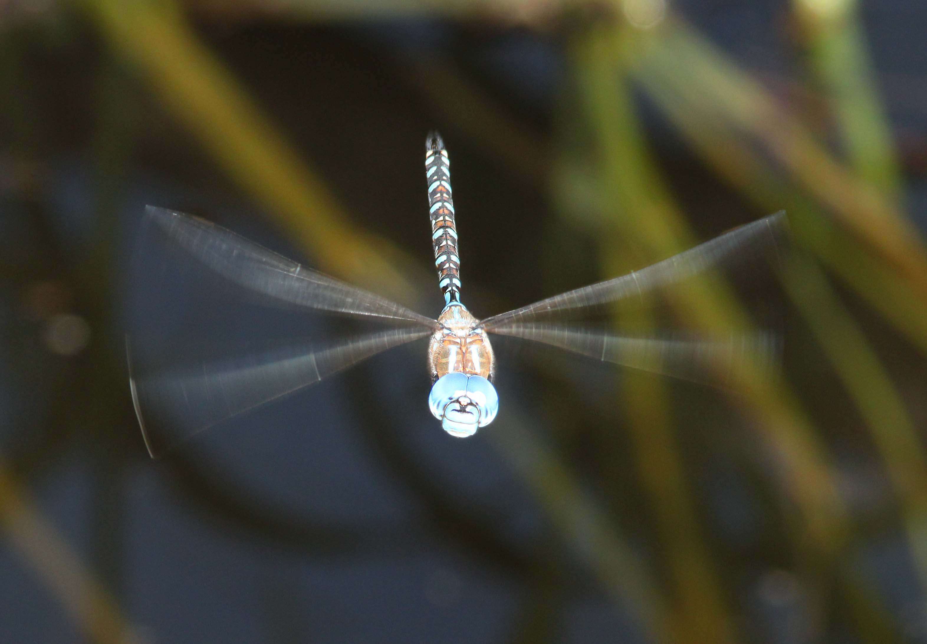 Image of Blue-eyed Darner