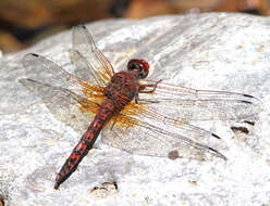 Image of Rock Skimmers