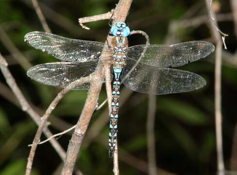 Image of Blue-eyed Darner