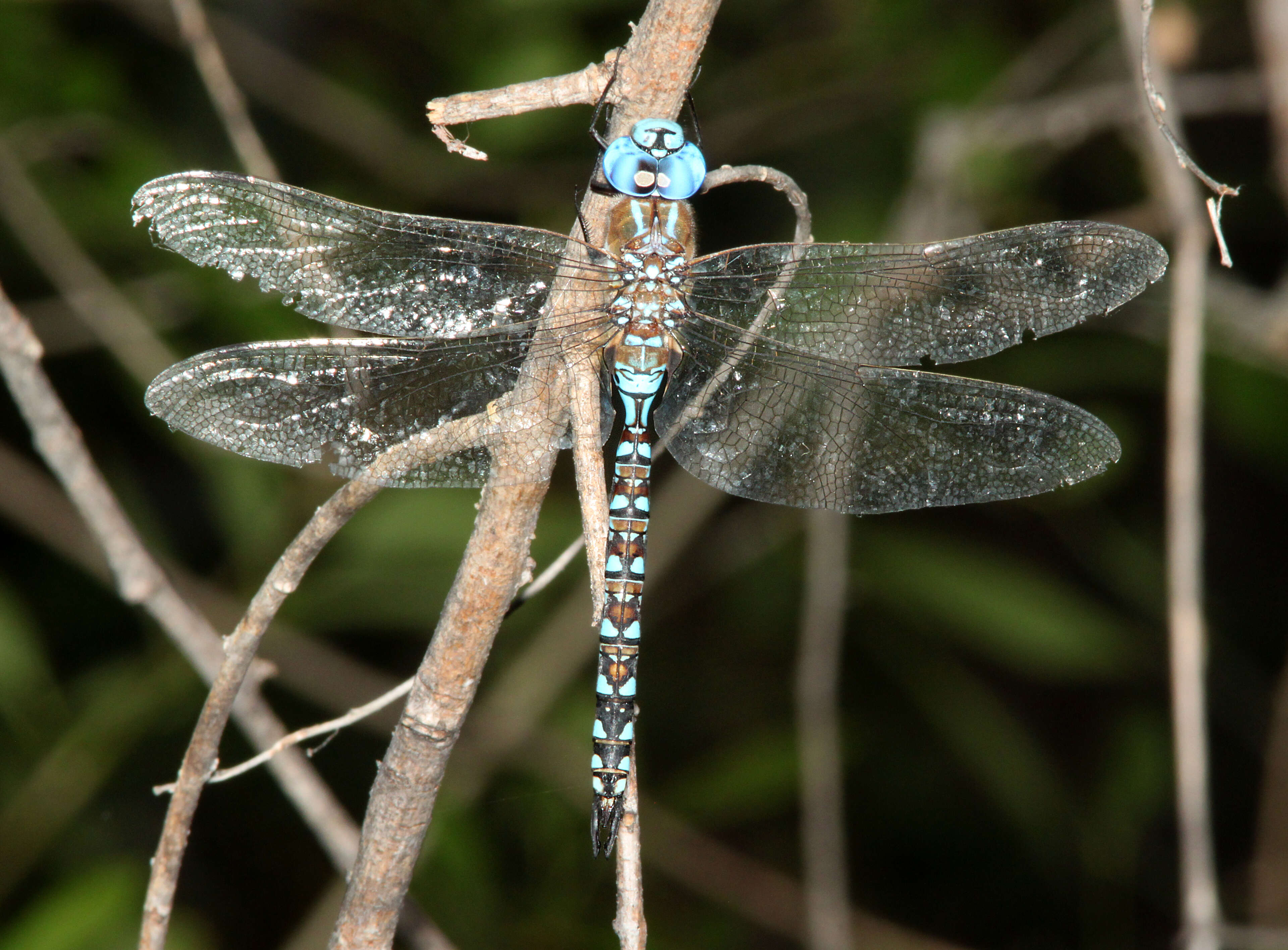 Image of Blue-eyed Darner