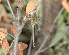 Image of Common Green Darner