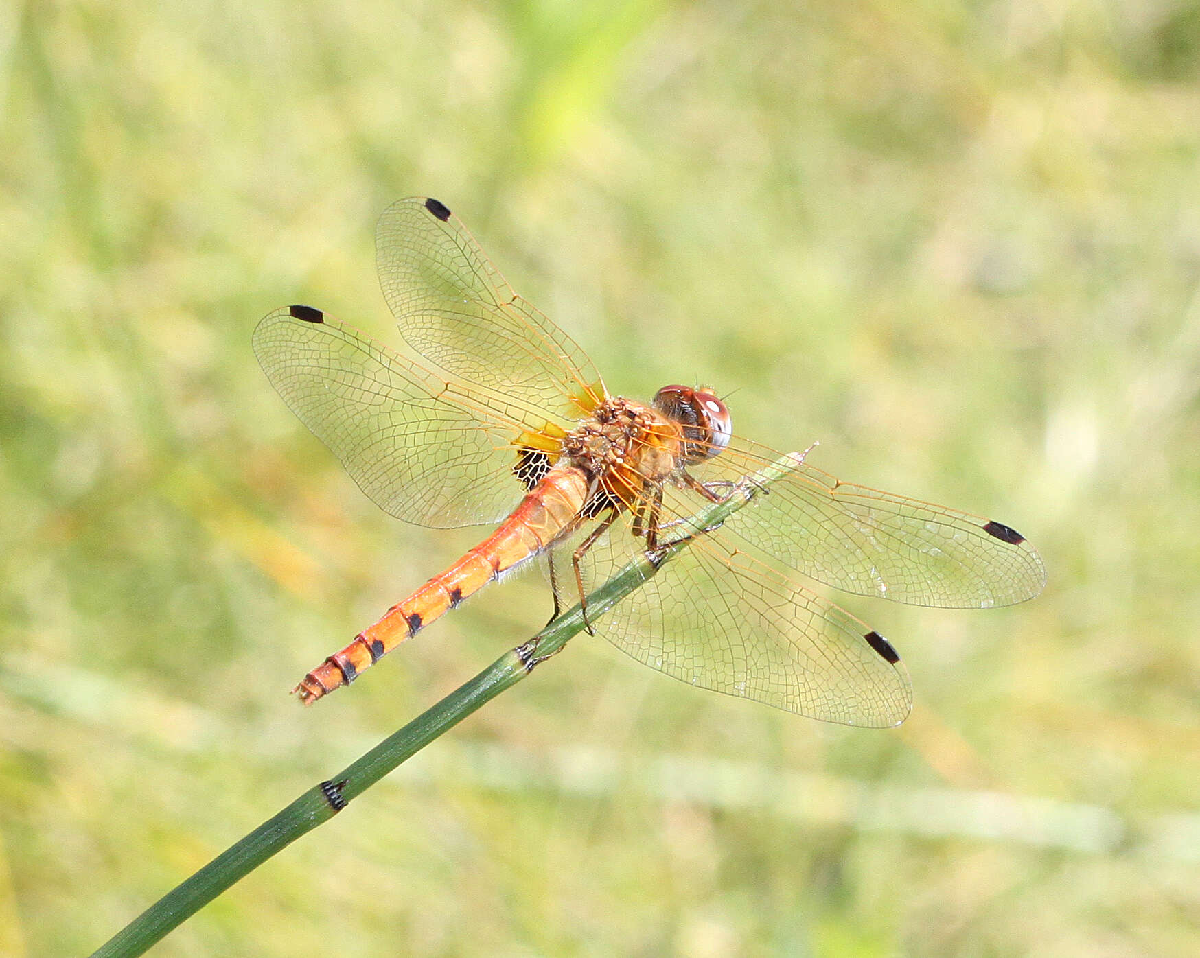 Image of Saffron-winged Meadowhawk