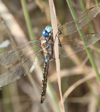 Image of Blue-eyed Darner