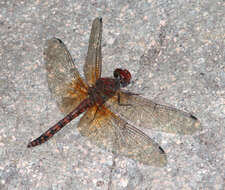 Image of Rock Skimmers