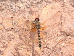 Image of Rock Skimmers