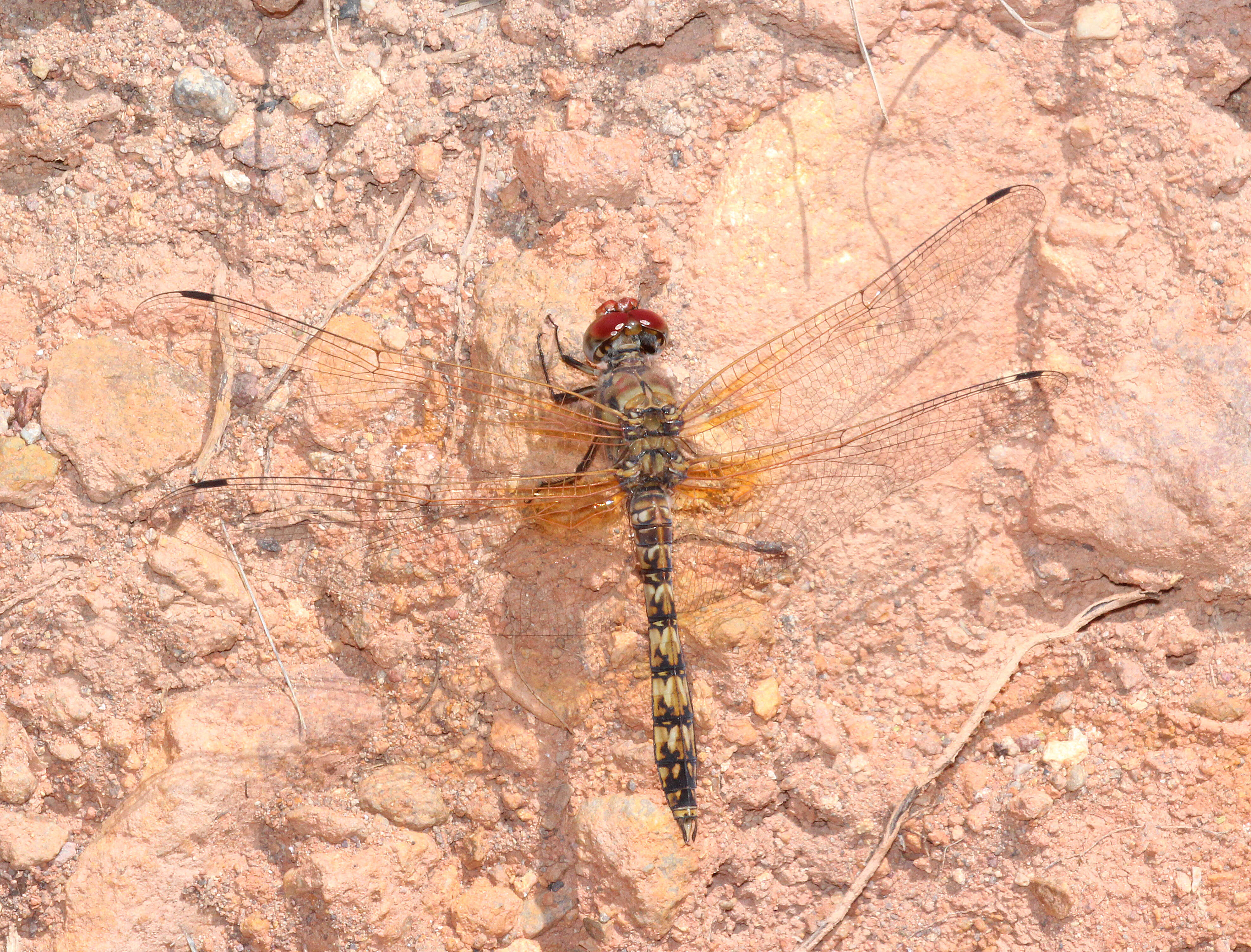 Image of Rock Skimmers