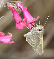 Image of desert penstemon