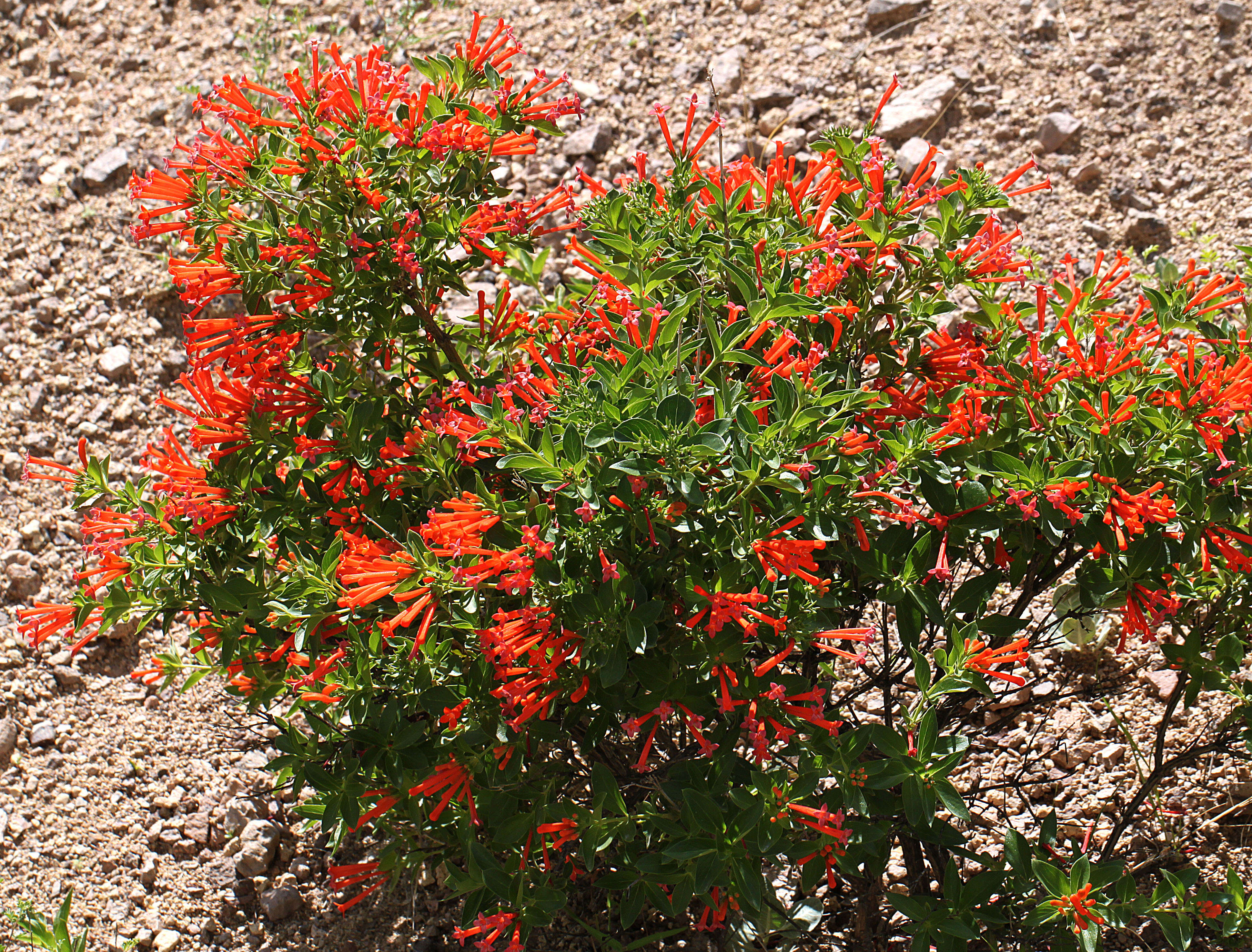 Plancia ëd Bouvardia ternifolia (Cav.) Schltdl.