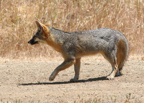 Image of Grey Foxes