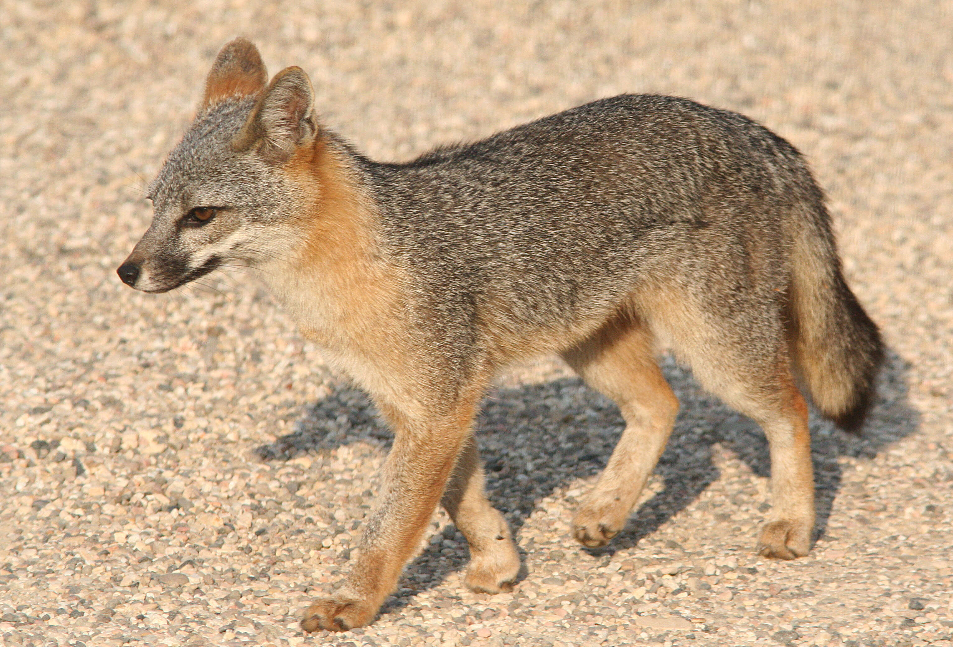 Image of Grey Foxes