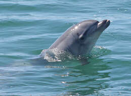 Imagem de Tursiops Gervais 1855