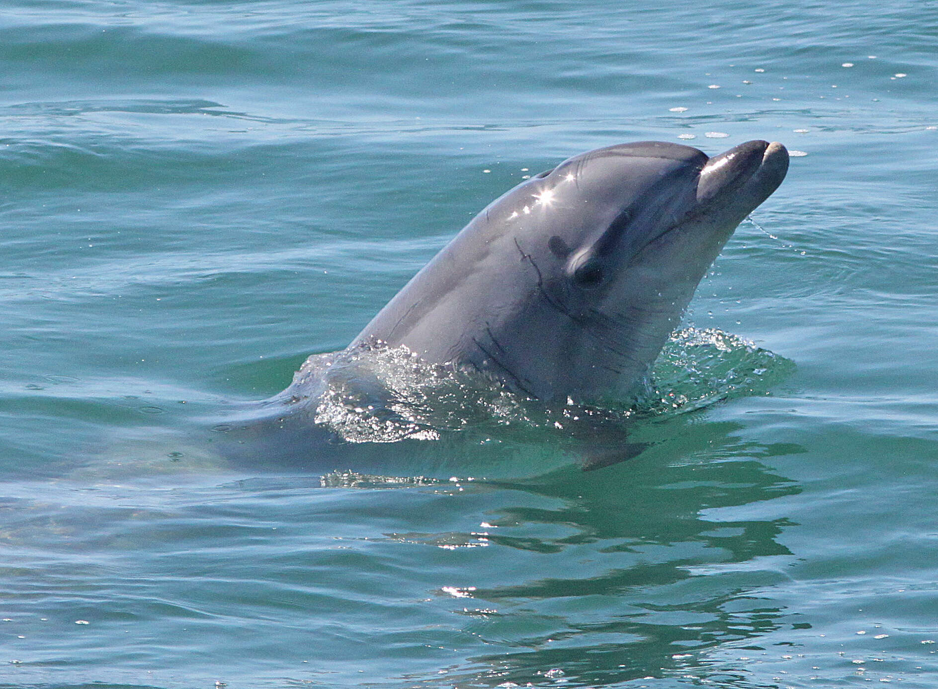 Image of Bottlenose Dolphin