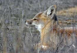 Image of Desert Fox