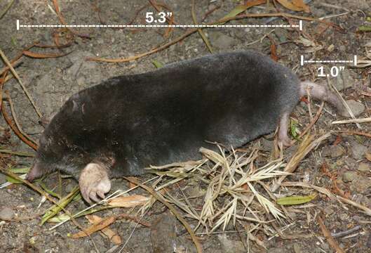 Image of Broad-footed Mole