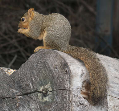 Image of Sciurus subgen. Sciurus Linnaeus 1758