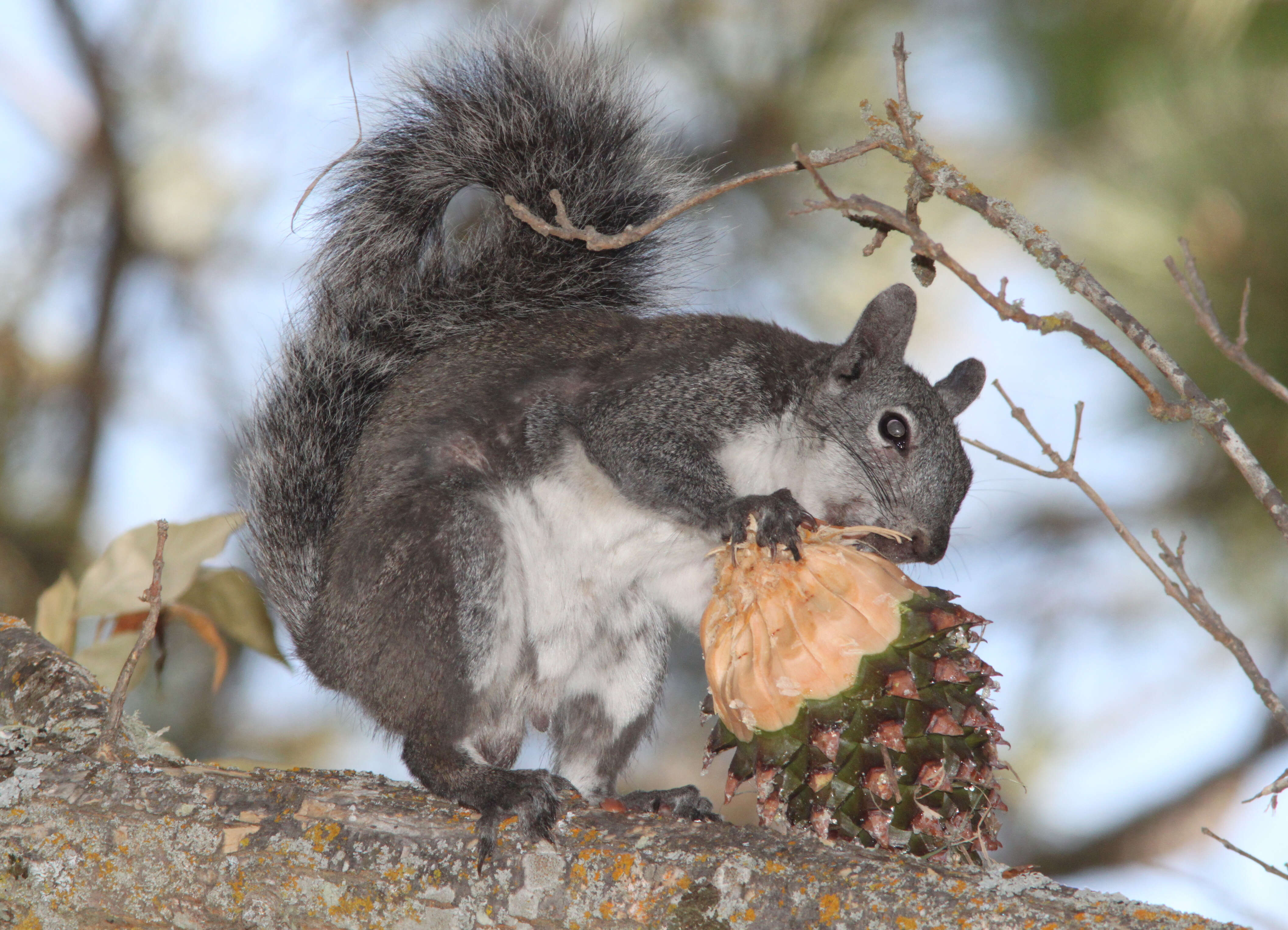 Image of squirrels, dormice, and relatives