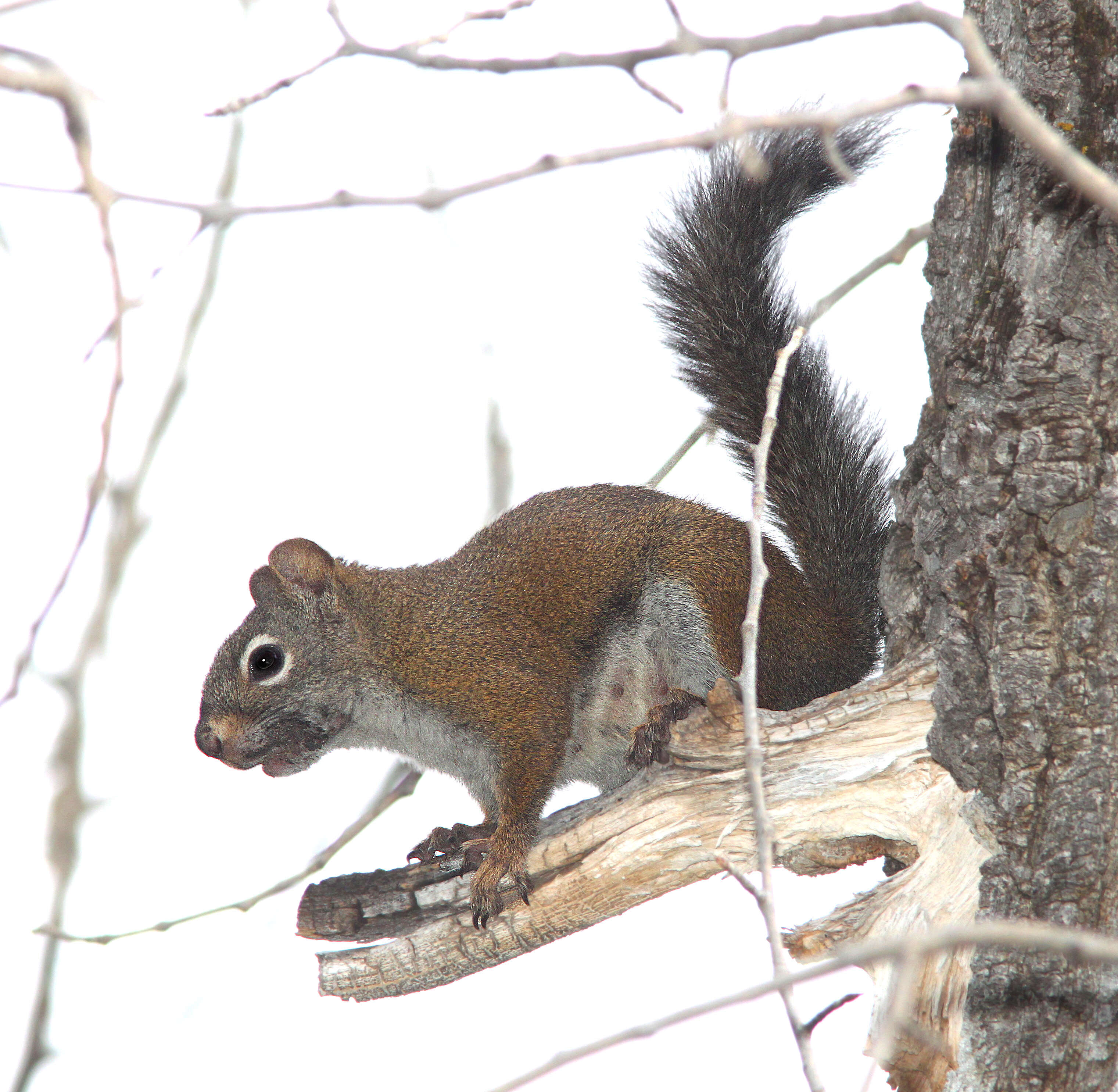 Image of pine squirrel