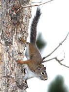 Image of pine squirrel