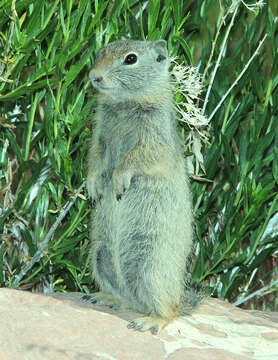 Image of Uinta ground squirrel