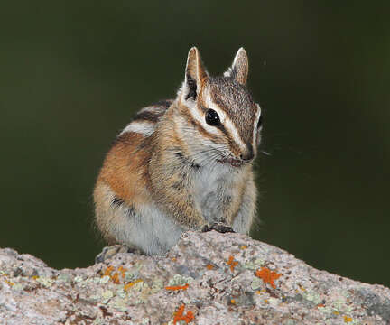 Image of Colorado Chipmunk