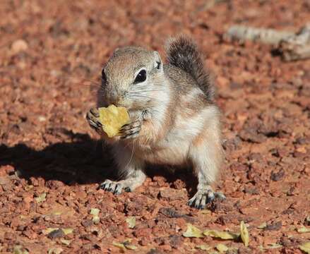 Image of white-tailed antelope squirrel