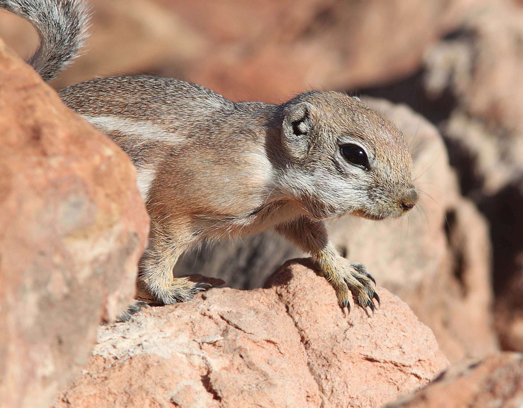 Image of white-tailed antelope squirrel