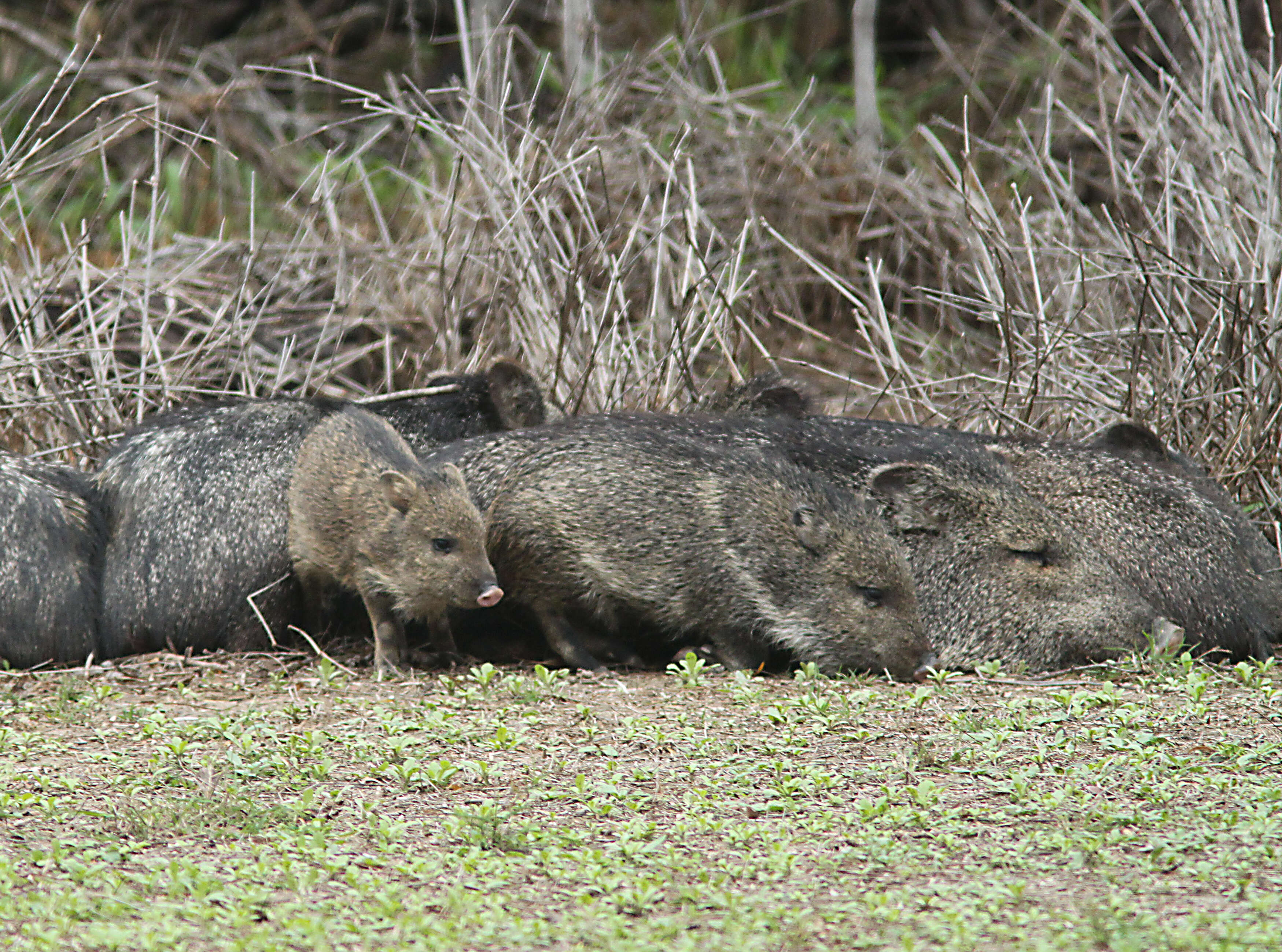 Image of peccaries