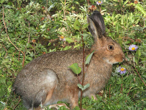 Image of snowshoe hare