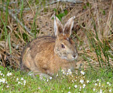 Image of snowshoe hare