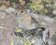 Image of Ochotona subgen. Pika Lacépède 1799